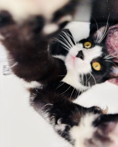 Atelier selfie avec son chat atelier selfie chat
