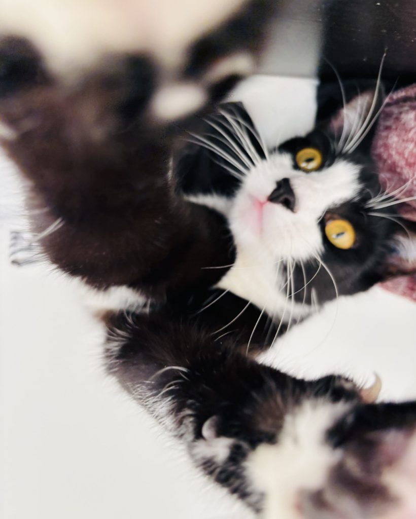 atelier selfie chat