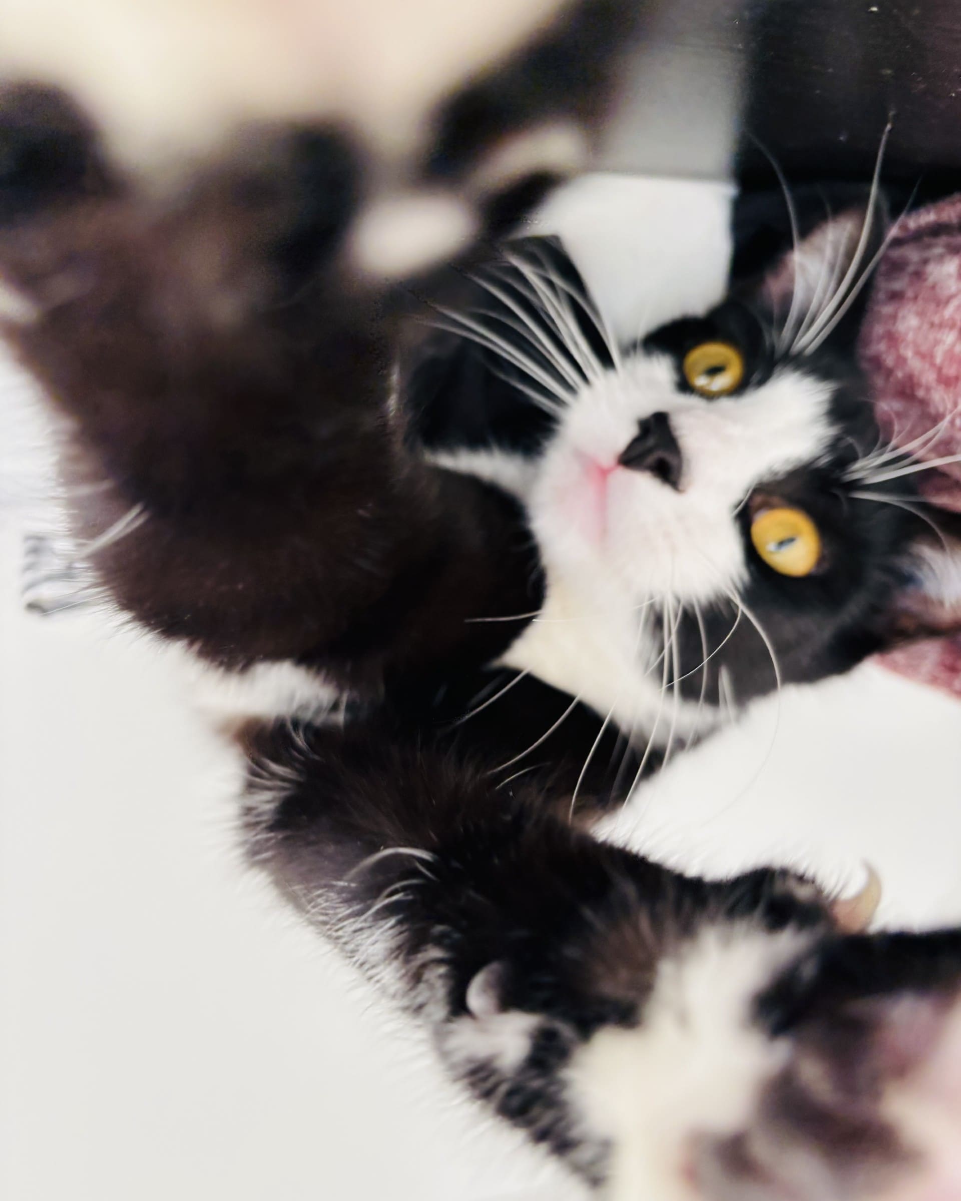 atelier selfie chat